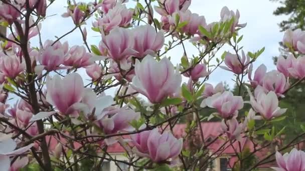 Våren Blommar Rosa Magnolia Blommor Träd Svajande Vinden Suddig Bakgrund — Stockvideo