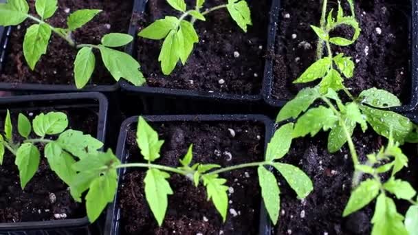 番茄幼苗喷施运动 幼苗上的水滴 在温室或房子里种植幼苗 3个场景剪辑包收集 后续行动 — 图库视频影像