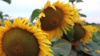 Sarı ayçiçeği başı ön planda yer alır ve günbatımı gökyüzünün arka planına doğru hızla çiçek açar. İnanılmaz güzel bir arka plan