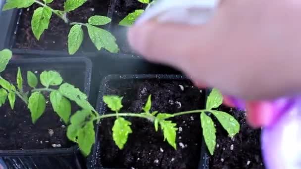 Movimiento Pulverización Plántulas Tomate Jóvenes Gotas Las Plántulas Cultivar Plántulas — Vídeos de Stock