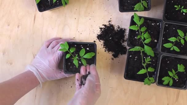 Transplantation Plants Tomates Cassettes Dans Des Pots Grandir Dans Une — Video