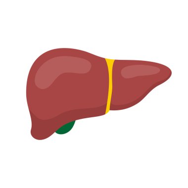 İnsan karaciğer simgesi beyaza izole edilmiş. Düz biçim