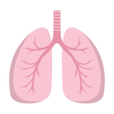 İnsan akciğeri simgesi beyaza izole edilmiş. Düz biçim