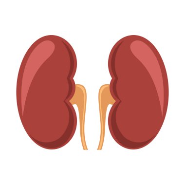 İnsan böbrekleri beyaza izole edilmiş. Düz biçim