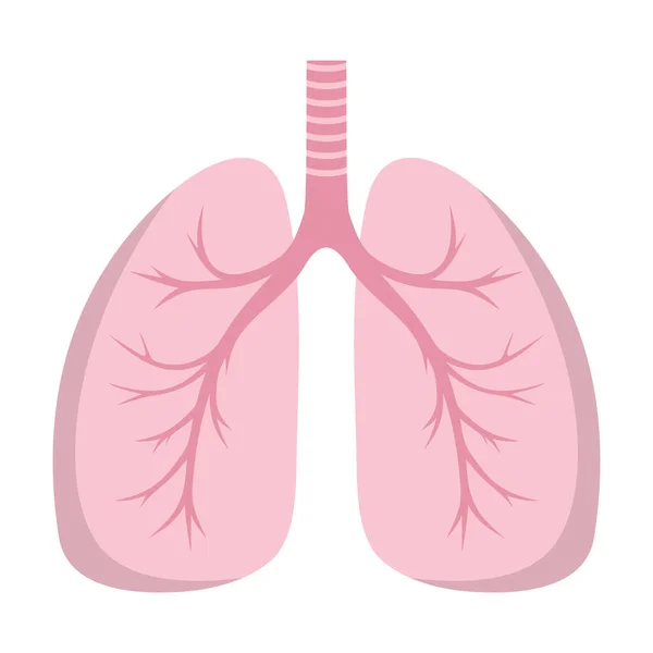 Human lungs icon isolated on white. Flat style — Stock Vector