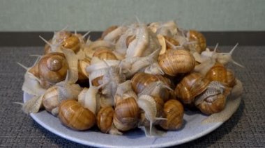 Bir sürü canlı üzüm salyangozu ev mutfağında mavi bir tabakta sürünüyor. Salyangoz hazırlığı. Sağlıklı beslenme kavramı. Avrupa mutfağı. Durgun yaşam. Yakın plan. İnsan yok. 4K.