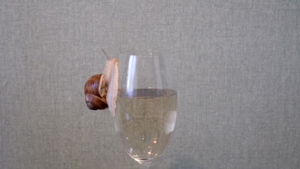 Eine große einsame Weinbergschnecke krabbelt die Wand eines Glases mit Weißwein hinauf. Stillleben. Konzept. Nahaufnahme. Schießen ohne Menschen. 4K. — Stockvideo