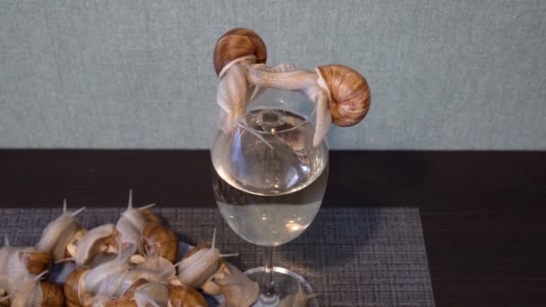 Vele mooie levende slakken kruipen langzaam over een glas wijn en een bord op de keukentafel en wiebelen met hun antennes. Mooi stilleven. Concept. Een close-up. Filmen zonder mensen. Bovenaanzicht. 4K. — Stockvideo