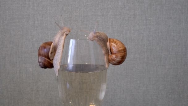 두 개의 아름다운 포도 달팽이가 흰 포도주를 담고 유리 벽을 따라 기어들어 갑니다. 아직 도살아 있어. 개념. 클로즈업. 사람없는 장면. 4K. — 비디오