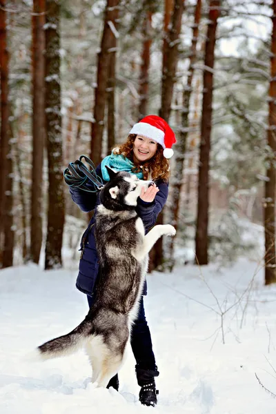 크리스마스 모자를 아름다운 소녀와 숲에서 허스키 키우고 키우고 — 스톡 사진