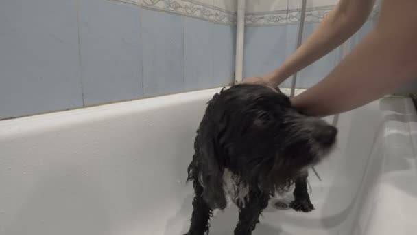 Egy idős szomorú kutyát megmosnak egy otthoni fürdőben. Egy nő nedves fekete kutyaszőrt szappanoz samponnal. A kutya szomorúan körülnéz. A kedvtelésből tartott állatok gondozásának fogalma. Közelkép. 4K — Stock videók