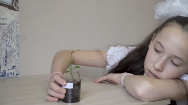 Egy aranyos kislány fehér masnival vizsgál és tanul egy kis zöld növényt egy cserépben, a kezére hajtva a fejét. Fogantatás. Közelkép. 4K — Stock videók