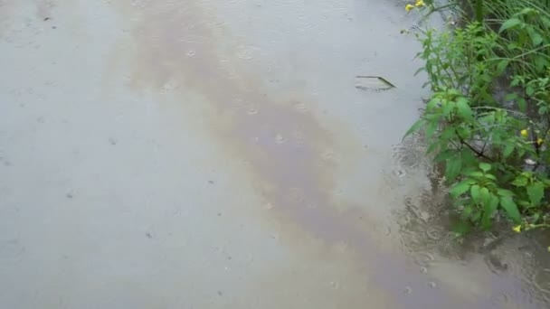 Las manchas de aceite flotan en la superficie del río cerca de plantas verdes durante la lluvia en un día nublado. Vista superior. Panorama. El concepto de contaminación ambiental. 4K — Vídeos de Stock