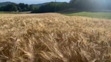 Ukrayna 'da buğday tarlası