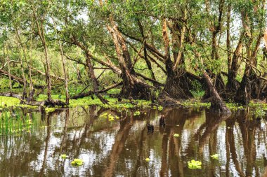 Mangrove ormanındaki kanallar boyunca bir tekne turu. Burası An Giang, Vietnam 'daki Mekong Delta' da bir eko turizm alanı.