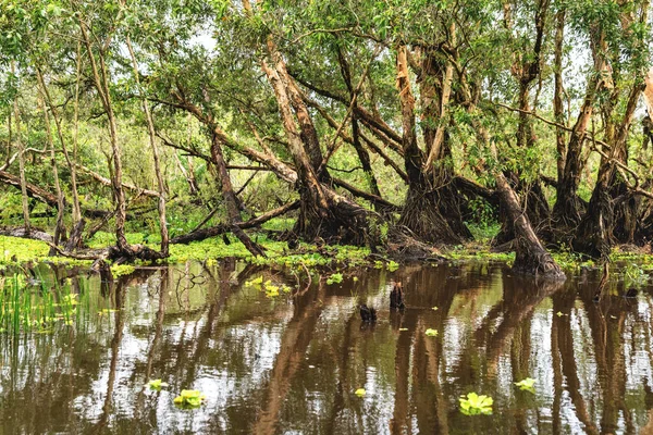 Mangrove ormanındaki kanallar boyunca bir tekne turu. Burası An Giang, Vietnam 'daki Mekong Delta' da bir eko turizm alanı.