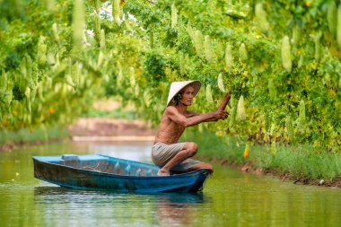 Vietnamlı Yaşlı Adam, güneşli bir çiftlikteki ahşap çitte büyüyen acı bir kabak ya da acı bir salatalık topluyor. Yeşil arkaplan fotoğrafı