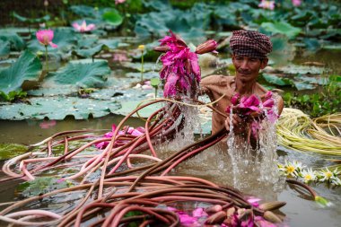 Yaşlı Vietnamlı bir adam göldeki güzel pembe nilüferleri topluyor. Pu, giang vilayeti, Vietnam, kültür ve yaşam konsepti.