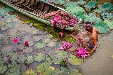 Yaşlı Vietnamlı bir adam göldeki güzel pembe nilüferleri topluyor. Pu, giang vilayeti, Vietnam, kültür ve yaşam konsepti.
