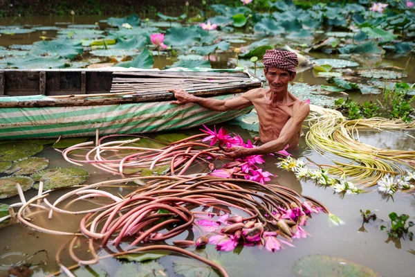 Gamle Man Vietnameser Plocka Upp Den Vackra Rosa Lotus Sjön Royaltyfria Stockfoton