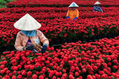 İnsanlar Vietnam 'ın Dong Thap eyaletindeki Sa Dec şehrinde çiçek topluyor.