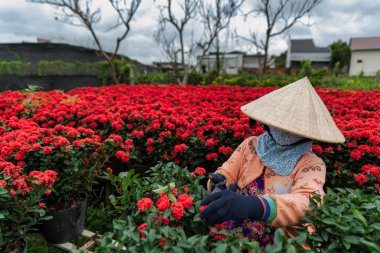 İnsanlar Vietnam 'ın Dong Thap eyaletindeki Sa Dec şehrinde çiçek topluyor.