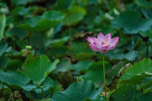 Квітка Лотоса Цвіте Літньому Ставку Зеленим Листям Фон — стокове фото