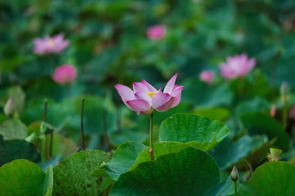 荷花盛开在夏天的池塘里 绿叶为背景 — 图库照片