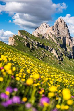 Seceda peak. Trentino Alto Adige, Dolomites Alps, South Tyrol, Italy. Odle mountain range, Val Gardena. Majestic Furchetta peak. Odles group seen from Seceda, Santa Cristina Val Gardena.