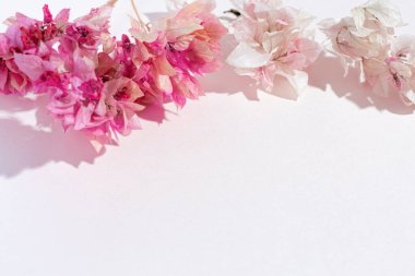 Pembe arkaplandaki Dwigs of Pembe bougainvillea çerçevesi. Pastel renk