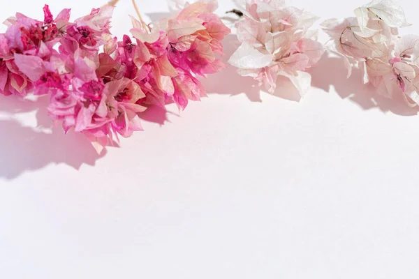 분홍색 배경에 핑크 색 부우간 빌리 아의 Twigs from pink bougainvillea. 파스텔 빛깔 로열티 프리 스톡 사진