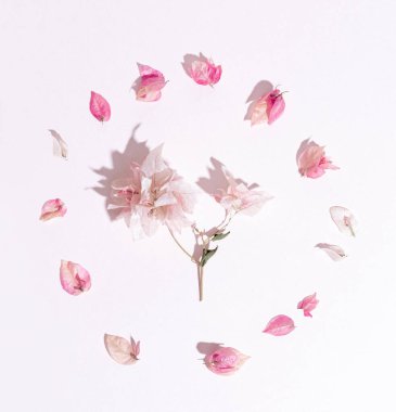 Bir yaprak yaprağı çemberindeki begonvil filizi..