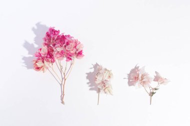 Pembe arka planda üç dal bougainvillea. Pastel renk. Gölge