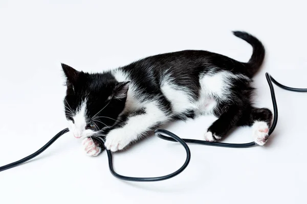The kitten gnaws on the wires of the electric cable. White background — Stock Photo, Image