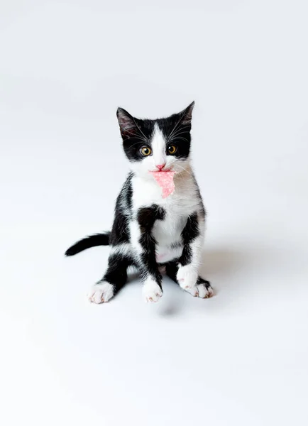 Котёнок держит кусок сосиски в зубах. Белый фон — стоковое фото