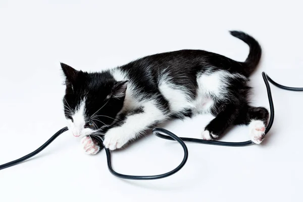 The kitten gnaws on the wires of the electric cable. White background 스톡 이미지