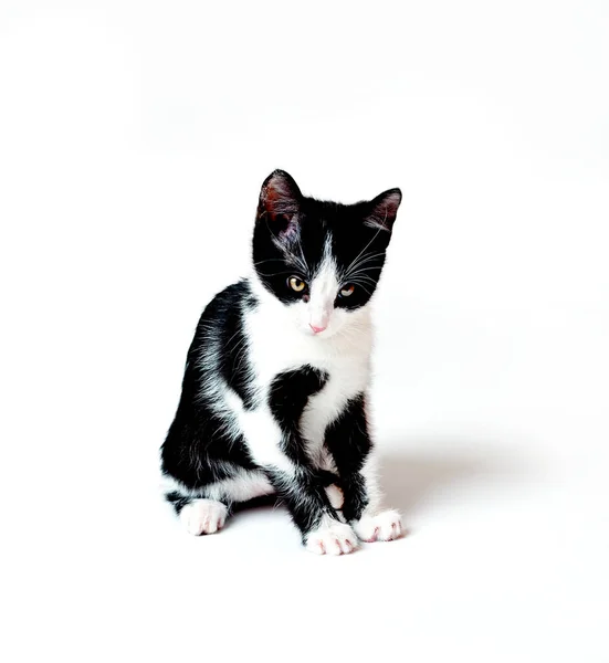 Gatinho Olha Para Baixo Atentamente Com Olhar Repreensivo Fundo Branco — Fotografia de Stock