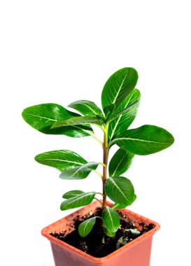 Beyaz arka planda çiçek saksısında Bush Catharanthus. yakın plan. 