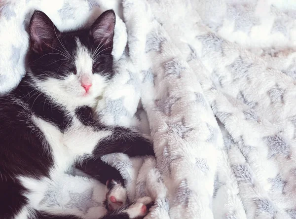 Gatinho Dorme Docemente Tecido Pelúcia Com Estrelas — Fotografia de Stock