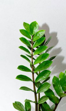 Zamioculcas branch in flowerpot on gray. 