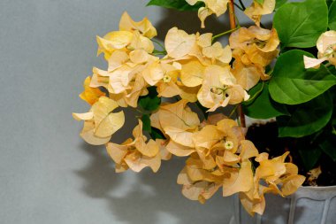 Bougainvillea 'nın sarı çiçekleri gri arka planda bir çiçek noktasında.