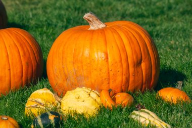 Yeşil çimlerde parlak turuncu balkabakları, Cadılar Bayramı teması