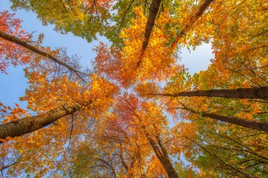 Ağaçların dalları arasından gökyüzüne bak, sonbahar mevsimi dış plan