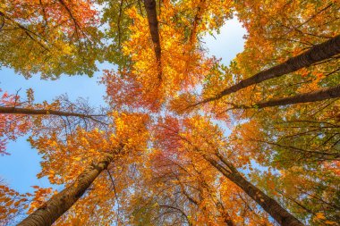 Ağaçların dalları arasından gökyüzüne bak, sonbahar mevsimi dış plan