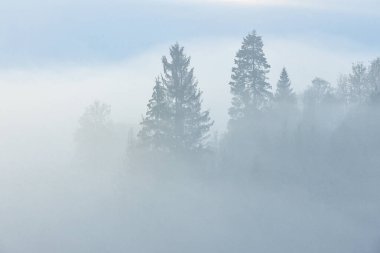 Dağlarda sis, ağaçlarda siluetler, doğal arka plan.