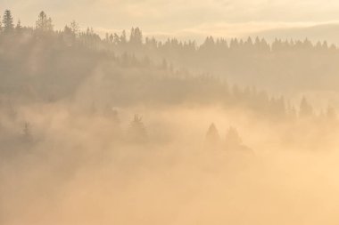 Dağlarda sis, ağaçlarda siluetler, doğal arka plan.