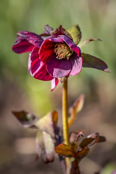 Hellebore Blommor Arboretum Våren Utomhus Scen — Stockfoto
