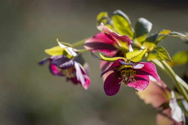 Hellebore Kwiaty Arboretum Wiosna Plenerowa Scena — Zdjęcie stockowe