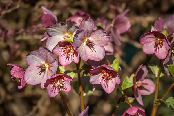 Hellebore Kwiaty Arboretum Wiosna Plenerowa Scena — Zdjęcie stockowe