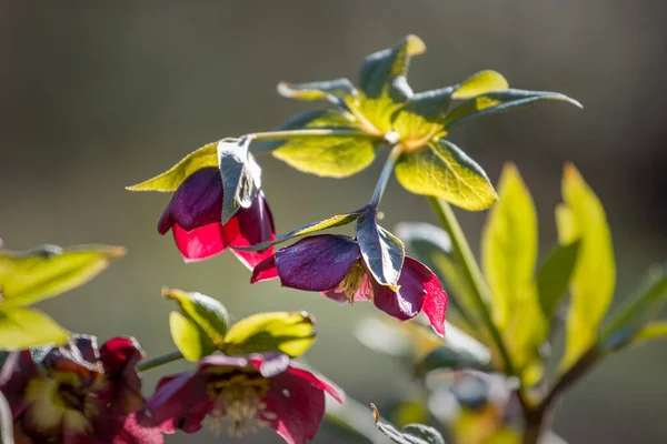 Hellebore Kwiaty Arboretum Wiosna Plenerowa Scena — Zdjęcie stockowe